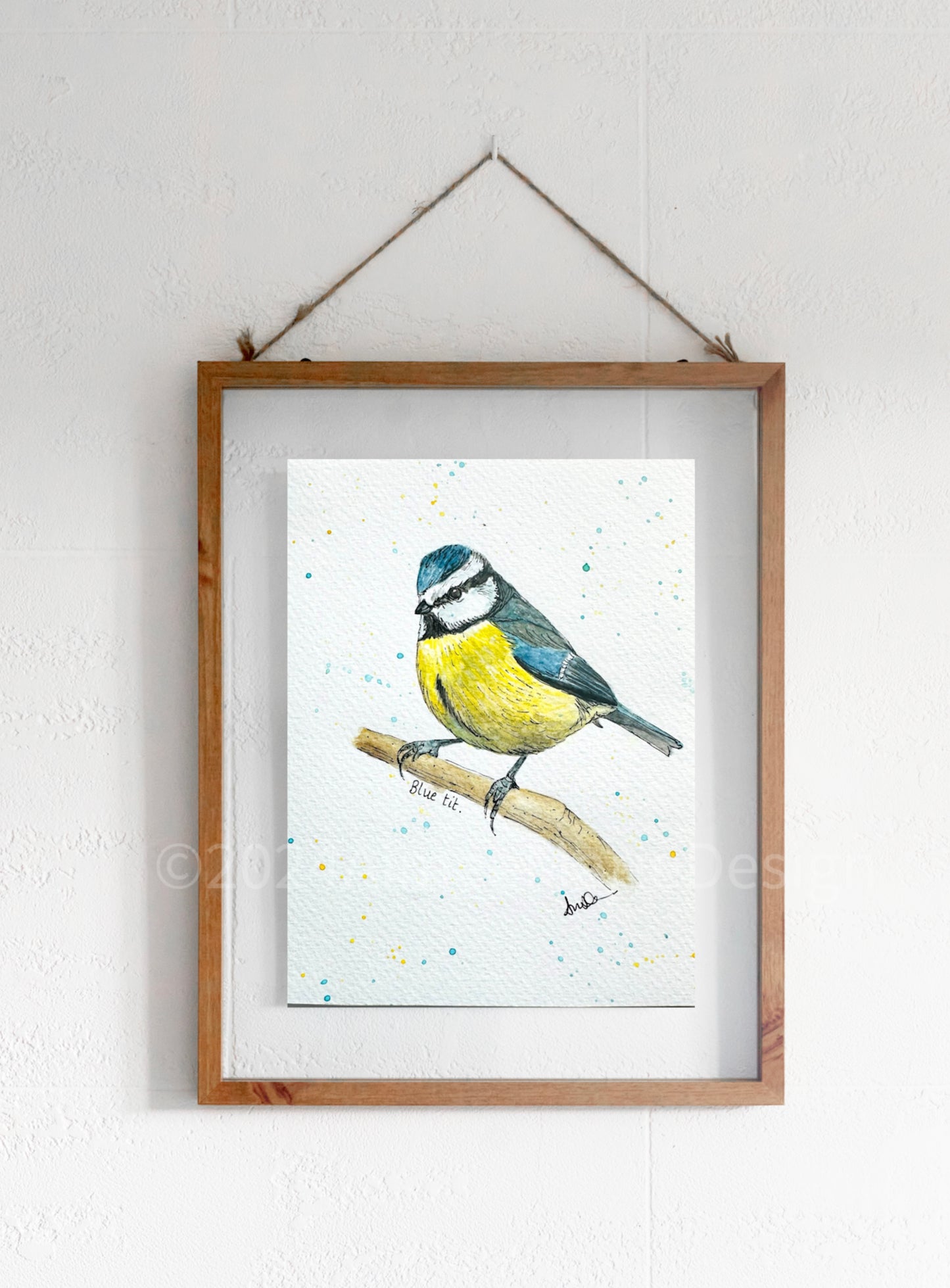 Original art - British wildlife - blue tit illustration.