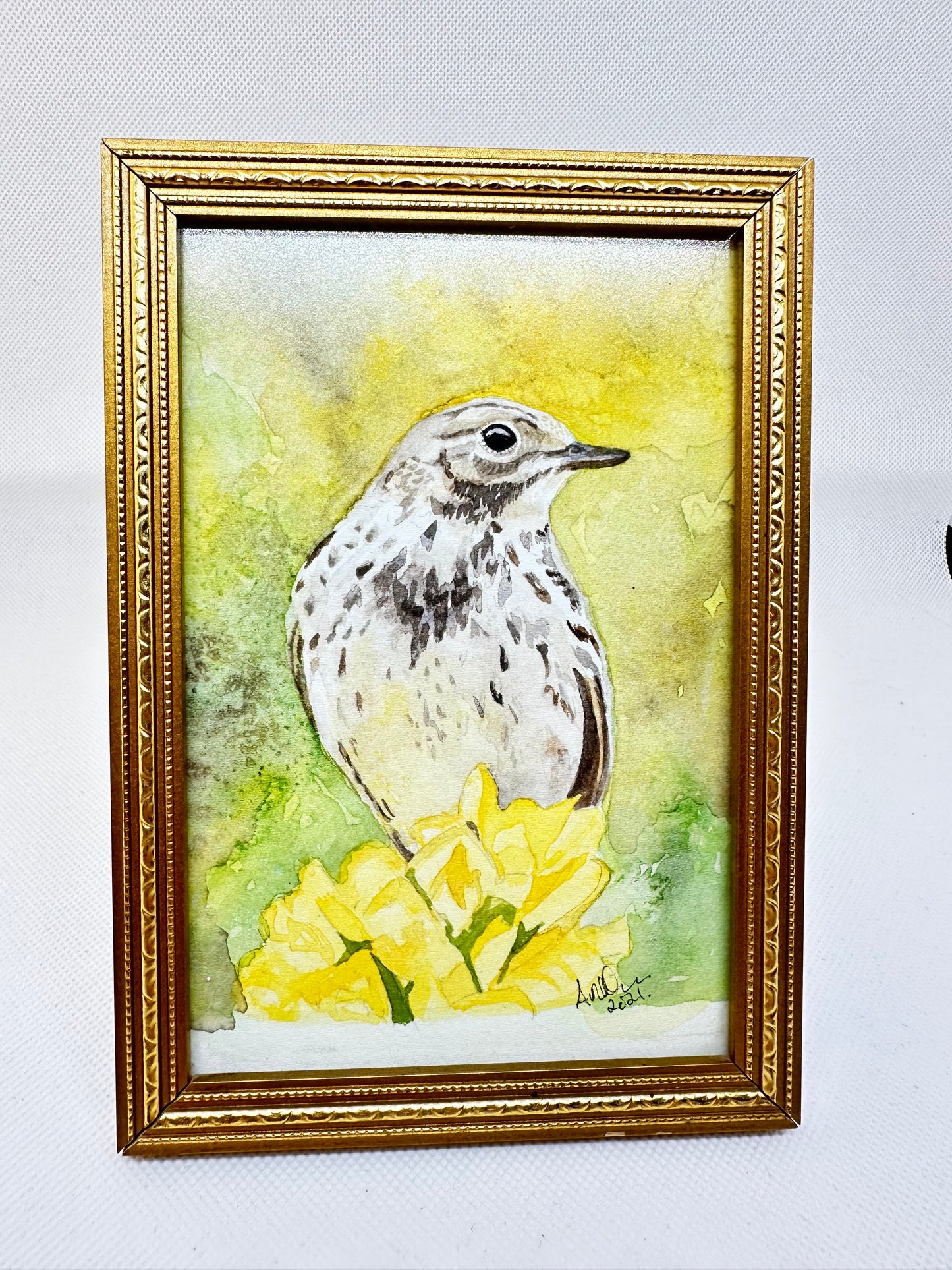 Meadow pipit original watercolour bird art. (Framed).