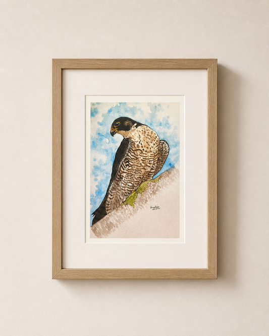 Print of a peregrine falcon show mounted and framed on a wall