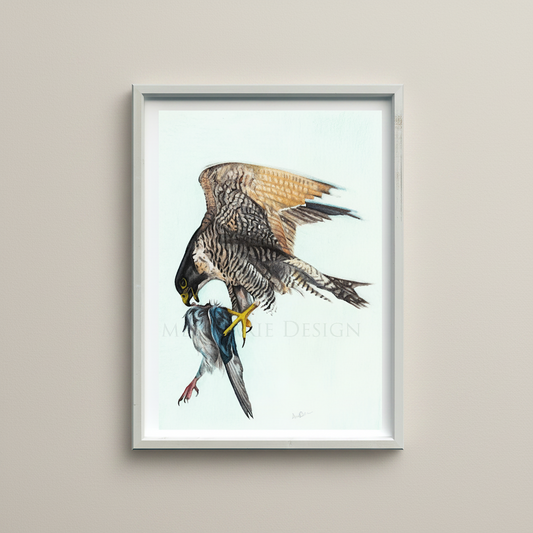 Peregrine falcon coloured pencil original art shown in frame 